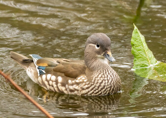 Female mandarin duck in the pond