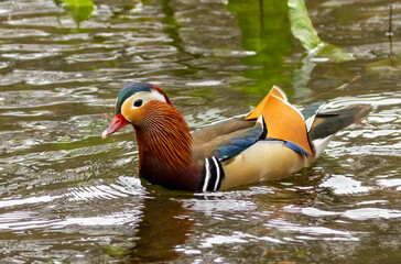 Male mandarin duck in the water