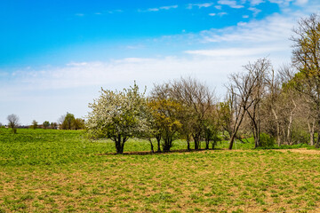 Springtime blossoms adorn a lone tree in the midst of a vibrant green field in the tranquil Amish countryside of Lancaster, Pennsylvania. High quality photo. PA US