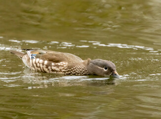 Female mandarin duck in the pond