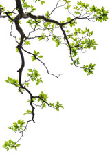 Obraz na płótnie Canvas PNG Tree branch with green leaf border plant white background freshness