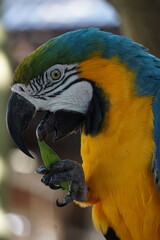 Close Up vom Gesicht eines Aras, eines bunten tropischen Papageien, der sich zum Fressen ein Blatt mit seinen Krallen zum Schnabel führt
