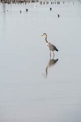 grey heron in a mirror lake. beautiful natural minimalist scenery. lilleau des niges, re island, ornithological reserve