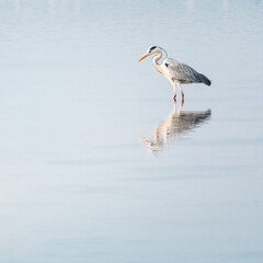 grey heron in a mirror lake. beautiful natural minimalist scenery. lilleau des niges, re island,...