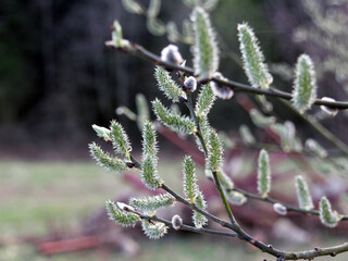A branch of a willow tree with flowering and opening buds with green foliage in the forest, on which insects - ants crawl, and spiders have wove a spiderweb in the evening in spring