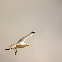 Beautiful seagull bird flying gracefully with outstretched wings