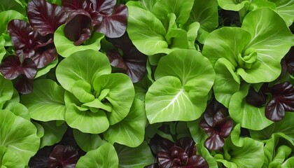Set of fresh lettuce leaves in Bright Colours 