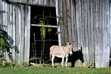 Barn and Donkey
