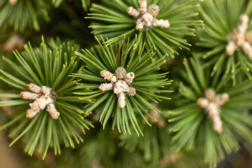 Several suckers with shoots of a small dwarf pine and green needles