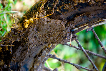 The motorbike tires were covered with thick mud and dry grass stuck to it