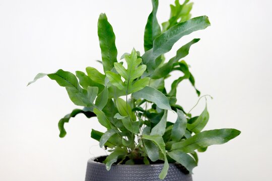 Phlebodium aureum. Plant of Blue Star fern, houseplant.