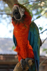 Scharlachara, tropischer Papagei mit bunten roten Federn sitzt auf einem Ast im Baum