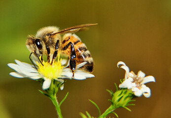 Honey bee gathering nectar