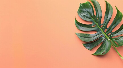 Cover with realistic tropical monstera leaves on orange and peach background. Exotic fashion concept. Flat lay, side view with space for text. The concept of quiet luxury.
