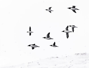 large flock of guillemots in flight