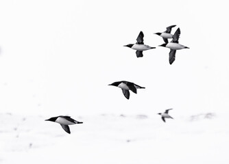 large flock of guillemots in flight