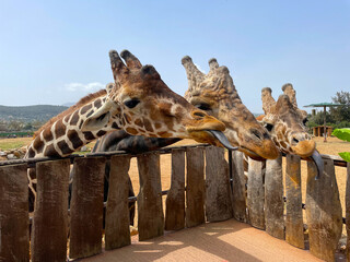 Three giraffes are waiting for food. Portrait of a giraffe in the zoo. Giraffes are wild animals in a zoo in Athens (Greece) with clear skies during the summer season (mammal) © piece_ov_art
