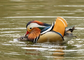 Male and female mandarin ducks mating in spring