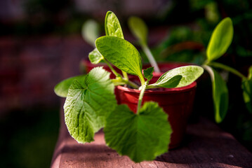 Gardening. Vegetable seedlings. Young zucchini seedlings in a pot. A young sprout.