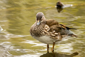 Female mandarin duck in the pond