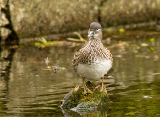 Female mandarin duck in the pond