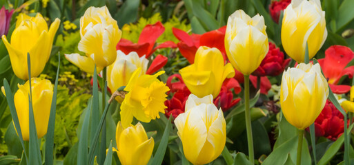 Frühlingsblumen Tulpen Narzissen Osterglocken bunt