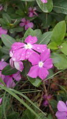 Beautiful pink Periwinkle flowers with dew drops