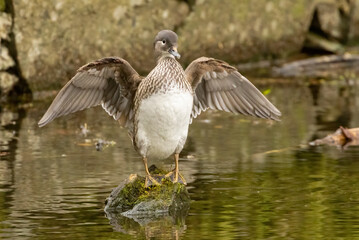 Female mandarin duck in the pond