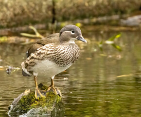Female mandarin duck in the pond