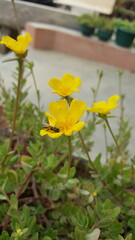 Beautiful yellow flower with a bee