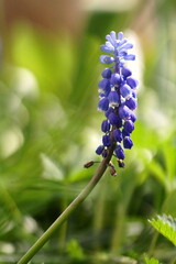 Beautiful background with spring flower, blue mascari; mascari botryoides