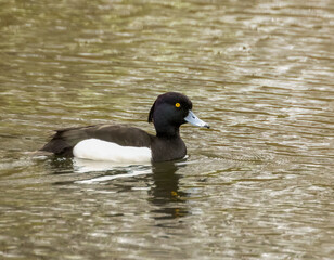 Fototapeta premium Tufted duck swimming on the pond 