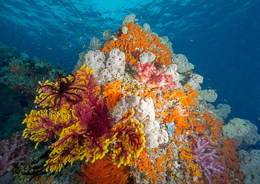 Yellow tipped giant Sea fan, Annella reticulata, with white softcorals, Spongodes umbellate, Raja Ampat Indonesia.