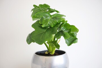 Philodendron selloum plant in silver pot. Super Atom.
