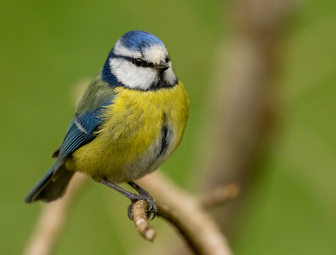 Close up of a blue tit perched on a branch with natural background