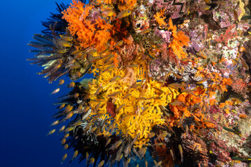 Fototapeta na wymiar Colorful reef scenic with soft corals,crinoids and ringtaied cardinalfishes, Apogon aureus, Raja Ampat Indonesia..