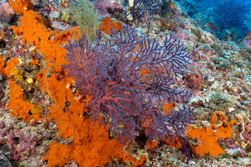 Fototapeta na wymiar Reef scenic with purple gorgonian, Leptogorgia sp., Raja Ampat Indonesia.