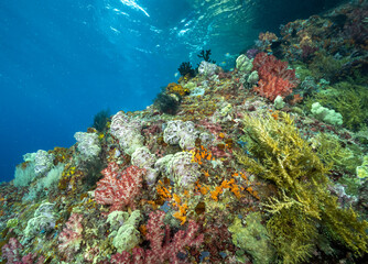 Reef scenic with soft corals with, Dendronephthya species Raja Ampat Indonesia.