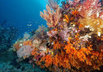 Reef scenic with soft corals Raja Ampat Indonesia.