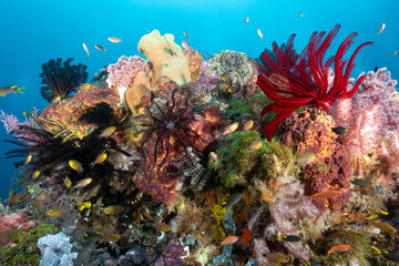 Reef scenic with seafans and crinoids Raja Ampat Indonesia.