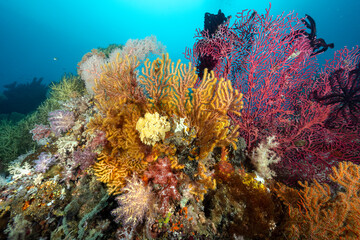 Fototapeta na wymiar Reef scenic with colorful seafans and Raja Ampat Indonesia.
