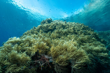 Naklejka na ściany i meble Leather corals, Sinularia flexibilis, Raja Ampat Indonesia.