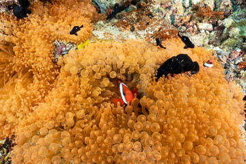Neon color bulb tentacle sea anemones, Entacmae quadricolor, and tomato anemone fishes, Amphiprion...