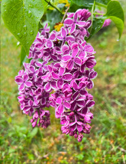 Two-tone lilac flowers. A sprig of large-flowered purple lilac with a white border, a bush after rain with drops..