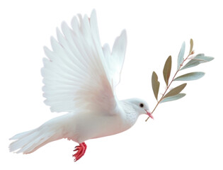 PNG White dove holding olive branch white bird cockatoo