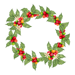 Coffee wreath with beans and flower, leaves. Watercolor illustration. Aroma of Robusta and Arabica varieties. Frame of coffee cherries ripening. Coffee day. Hand drawn isolated art. Natural style