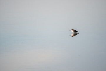 A flock of Dunlin, in the salt marshes of the natural reserve of Lilleau des Niges on the Ile de Ré island in France