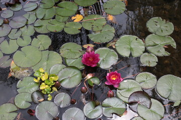 View of water lily in blossom in the wildlife pond