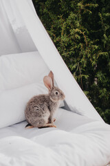white rabbit in the garden © Krystsina