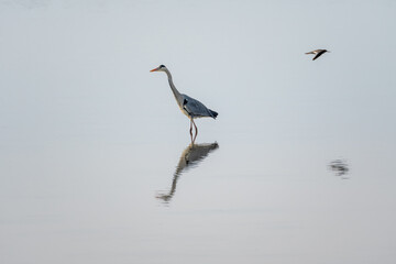 grey heron in a mirror lake and redshank in flight. beautiful natural minimalist scenery